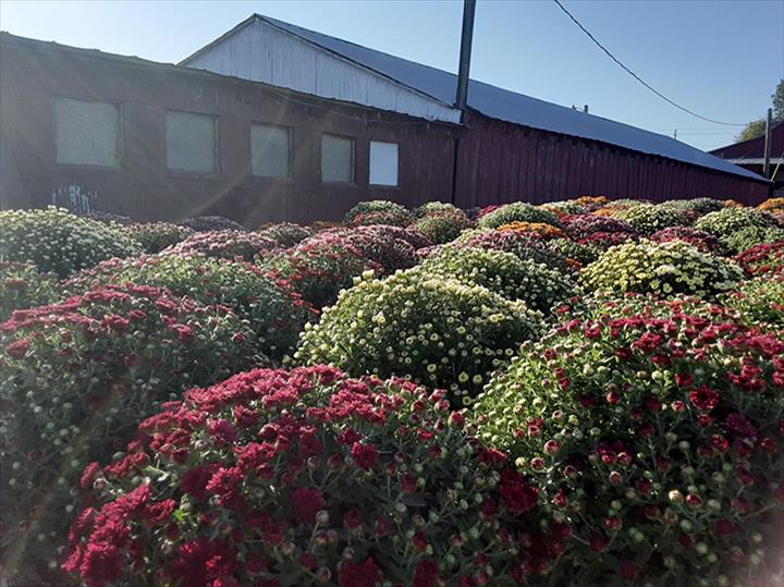 Huyck Farms Paducah, KY