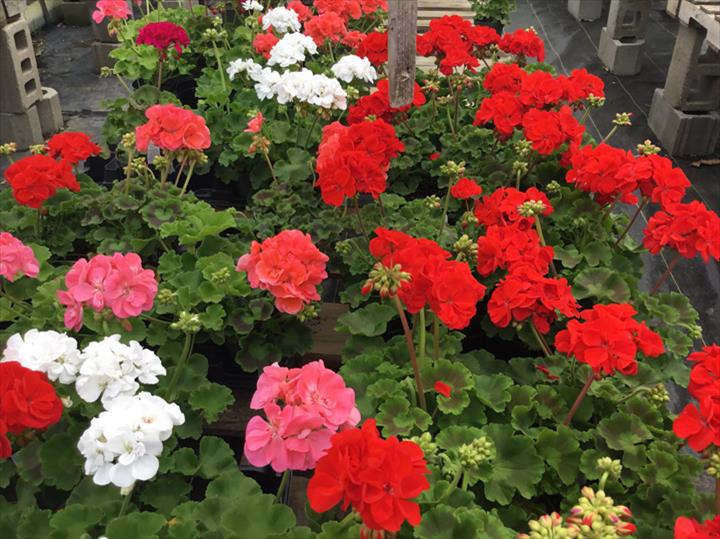 Huyck Farms Paducah, KY